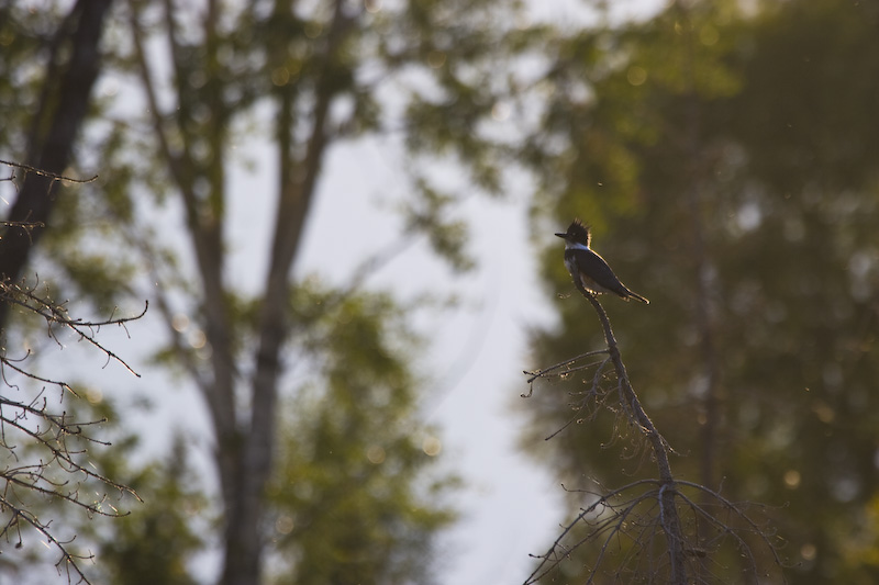 Belted Kingfisher In Tree